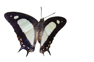 Isolated common nawab butterfly ( Polyura athamas )  emerged from chrysalis , metamorphosis , growth