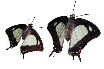 Isolated common nawab butterfly ( Polyura athamas )  emerged from chrysalis , metamorphosis , growth