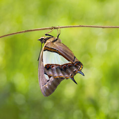 Common nawab butterfly ( Polyura athamas )  emerged from chrysalis , metamorphosis and hanging on...