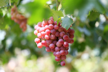 Ripe grapes in the vineyard