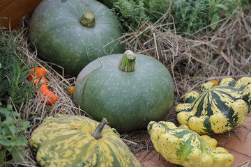 An unusual large pumpkin in the backyard of a farm
