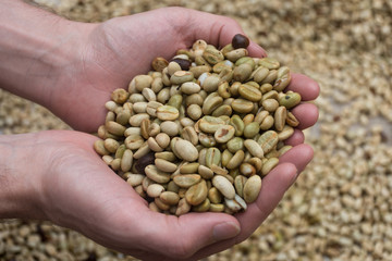 Grains de café avant torréfaction