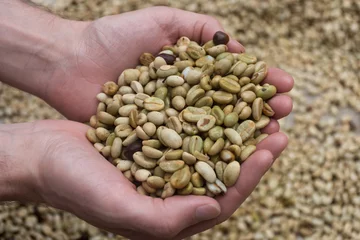 Fotobehang Koffiebonen Grains de café avant torréfaction  © Suzanne Plumette