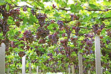 Ripe grapes in the vineyard