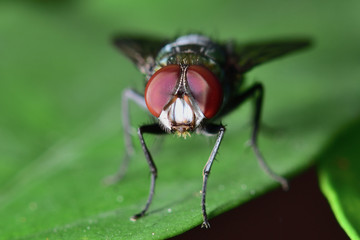 Fototapeta premium Flies with a green body. I found it on the green leaves. Within the botanical garden