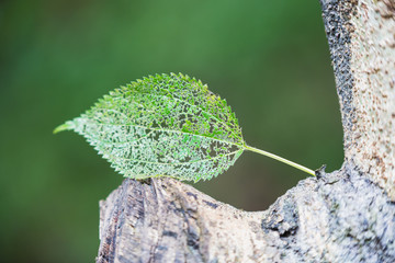 Veins of a leaf  on a green background