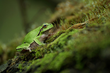 Green frog