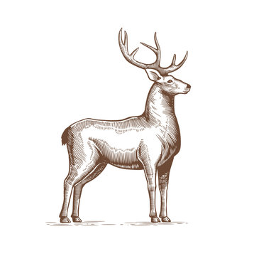 Illustration of a Deer Drawing by hand in vintage engraving style. Deer grunge label, Sticker depicting Reindeer with big horns. Vector.