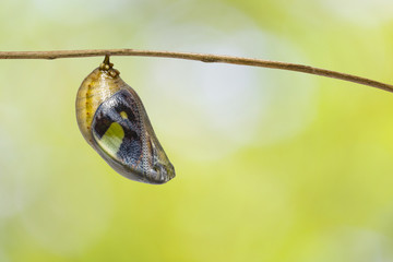 Mature chrysalis of common nawab butterfly ( Polyura athamas ) hanging on twig