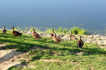 A row of ducks on the grass dirt shore near the lake.