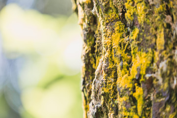 Moss Covered Old Oak Tree Bark Texture,Abstract Nature Background