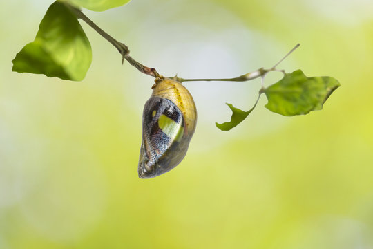 Mature chrysalis of common nawab butterfly ( Polyura athamas ) hanging on host plant twig w