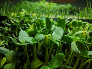 Sunflower Microgreen Tray