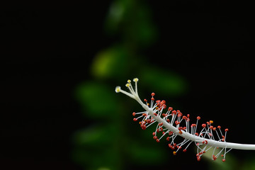 White hibiscus flowers in the botanical gardens. It has delicate white petals. Orange and yellow pollen.