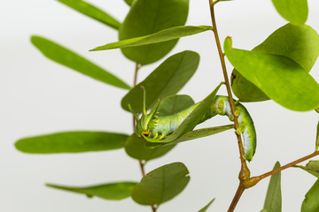 Caterpillar of common nawab butterfly ( Polyura athamas ) in 5th stage walking on floor