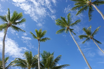 青い空に伸びるヤシの木