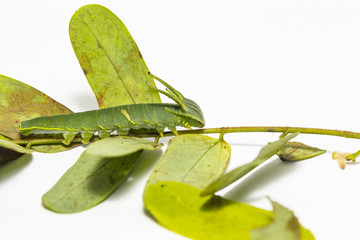 Caterpillar of common nawab butterfly ( Polyura athamas ) in 5th stage walking on floor
