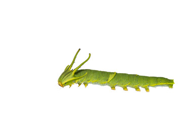 Isolated caterpillar of common nawab butterfly ( Polyura athamas ) in 5th stage on white