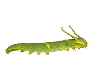 Isolated caterpillar of common nawab butterfly ( Polyura athamas ) in 5th stage on white