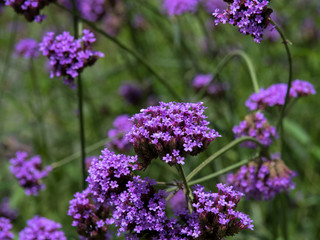 Glorious violet color of Verbena bonariensis flowers or Argentinian vervain in the field