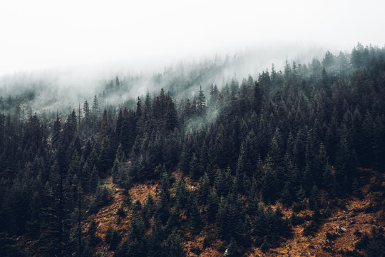 Fototapeta MIsty Forest