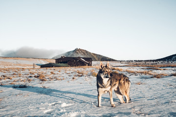 Wolf in snow mountains