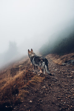 Fototapeta Wolf Path