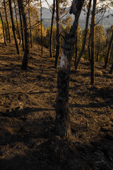 Obraz premium After a Forest Fire at Sunset.
