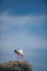 White stork with prey in beak standing on nest.