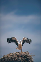 White stork with spread wings standing on nest.