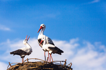 Statues of storks in nest against blue sky.
