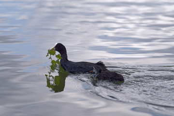 Eurasian coot with their chick swimming in a water of a lake