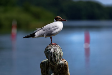 Close-up of seagull perching on a head of sculpture