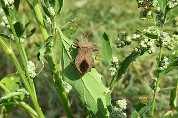 Brown Coreus Marginatus beetle on green plant in Florida nature, closeup 