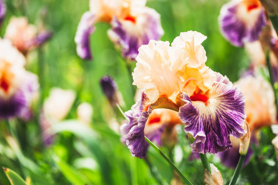 Iris aux couleurs vives