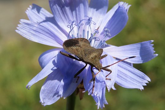 Coreus marginatus beetle on a blue chicory flower in the meadow, closeup 