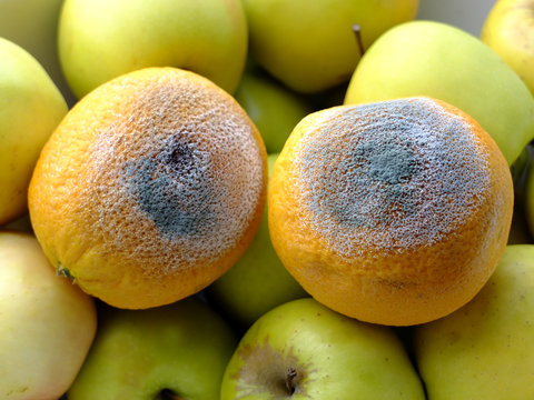 moho de la fruta