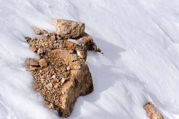 Chipmunk in the Snow