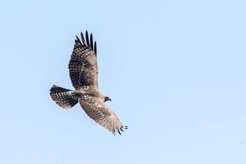 Red-tail Hawk Hunting for Prey
