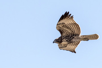 Red-tail Hawk Hunting for Prey