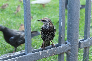 bird of Petersburg 2