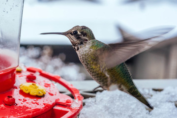 Hummingbird Mid-flight in Winter © Fen