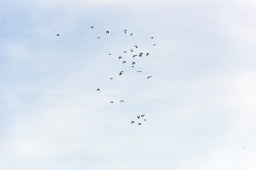 Flock of Birds in Eastern Washington