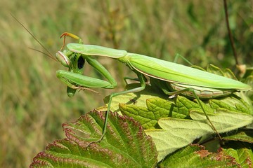Green mantis on raspberry leaves in the garden, closeup