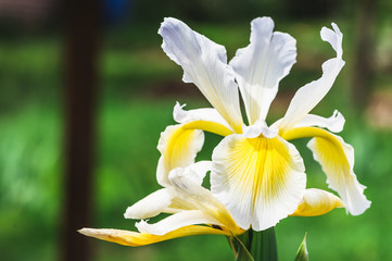 Iris blanc et jaune