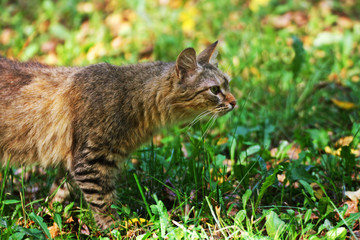 Naklejka na ściany i meble Striped cat is on the green grass with fallen yellow leaves.