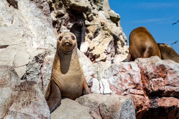 Animal Otarie lion  de mer îles Ballestas Pérou Ica Paracas Lima Paysage excursion visite tour 