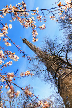 Beautiful view of pink blossom in early spring with the Eiffel tower in background in Paris, France