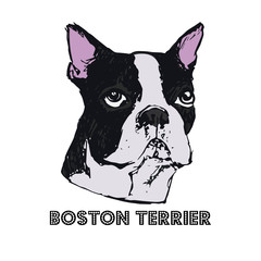 Boston Terrier dog face vector illustration. Hand drawn dog portrait on white background. Sketch of purebred dog head. T-shirt print template for dog lovers.