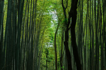 Fototapeta premium Bamboo forest, Kyoto Japan.